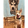 Blanket with dogs | pet blanket | blanket dog | dog portrait | dog printing | pet lovers | gifts for pet owners