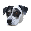 Digital High Quality Art File Of Your Pet