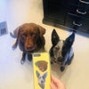 Custom photo print on phone case | dog phone case | customized dog phone case - The Pets Print
