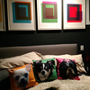 Custom Print Pet Pillow